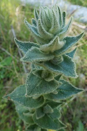 Verbascum ikaricum \ Ikaria-K�nigskerze / Ikaria Mullein, Samos Agios Konstantinos 14.4.2017