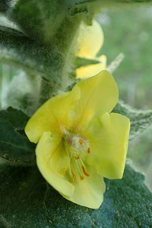 Verbascum ikaricum \ Ikaria-K�nigskerze / Ikaria Mullein, Samos Agios Konstantinos 14.4.2017