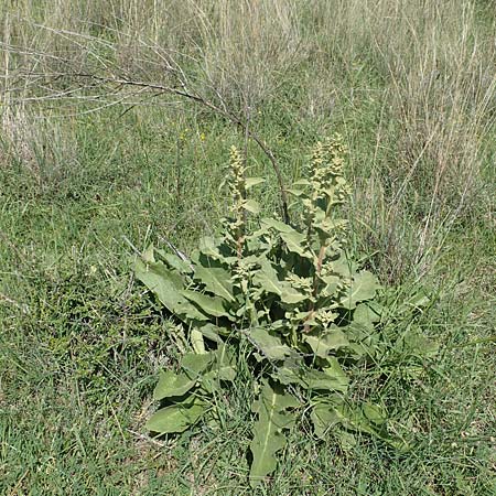 Verbascum glomeratum \ Kn&auml;uel-K�nigskerze / Convoluted Mullein, Samos Mykali 19.4.2017
