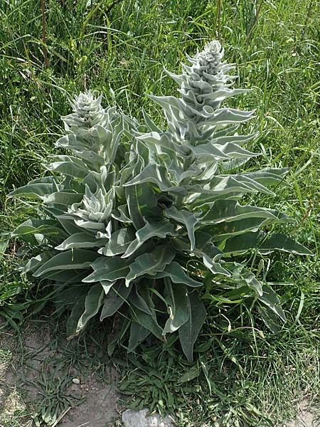 Verbascum splendidum \ Pr�chtige K�nigskerze / Splendid Mullein, Samos Mykali 19.4.2017