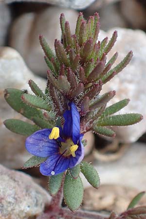 Veronica grisebachii \ Grisebachs Ehrenpreis / Grisebach's Speedwell, Samos Lazaros in Mt. Ambelos 12.4.2017