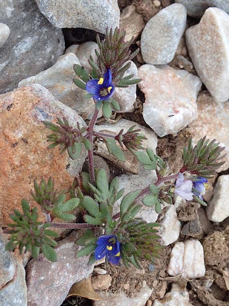 Veronica grisebachii \ Grisebachs Ehrenpreis / Grisebach's Speedwell, Samos Lazaros in Mt. Ambelos 12.4.2017