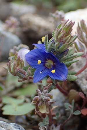 Veronica grisebachii \ Grisebachs Ehrenpreis / Grisebach's Speedwell, Samos Lazaros in Mt. Ambelos 12.4.2017