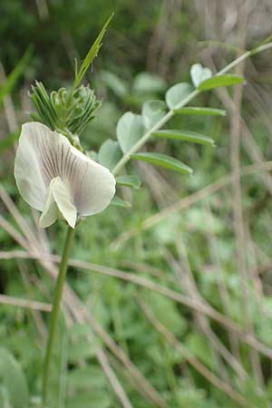 Vicia grandiflora \ Grobltige Wicke / Showy Vetch, Samos Mt. Ambelos 12.4.2017