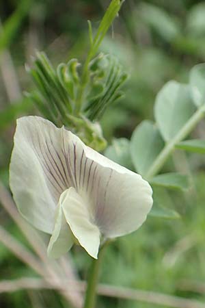 Vicia grandiflora \ Grobltige Wicke / Showy Vetch, Samos Mt. Ambelos 12.4.2017