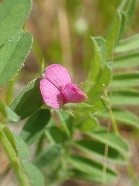 Onobrychis caput-galli \ Hahnenkopf-Esparsette, Samos Pythagorio 13.4.2017