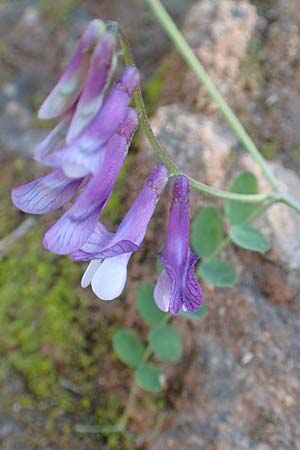 Vicia villosa subsp. microphylla \ Kleinblttige Wicke / Small-Leaved Fodder Vetch, Samos Potami 15.4.2017