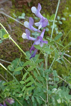 Vicia villosa subsp. microphylla \ Kleinblttige Wicke / Small-Leaved Fodder Vetch, Samos Potami 15.4.2017