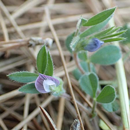 Vicia cuspidata \ Spitzbl�ttrige Wicke, Samos Kallithea 18.4.2017