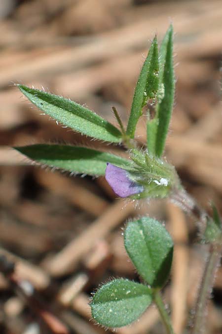 Vicia cuspidata \ Spitzbl�ttrige Wicke, Samos Kallithea 18.4.2017