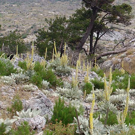 Verbascum pycnostachyum \ Dicht&auml;hrige K�nigskerze / Dense-Spiked Mullein, Samos Mt.  Ambelos 3.7.2005 (Photo: Ina Dinter)