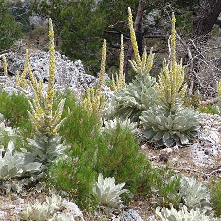 Verbascum pycnostachyum \ Dicht&auml;hrige K�nigskerze / Dense-Spiked Mullein, Samos Mt.  Ambelos 3.7.2005 (Photo: Ina Dinter)