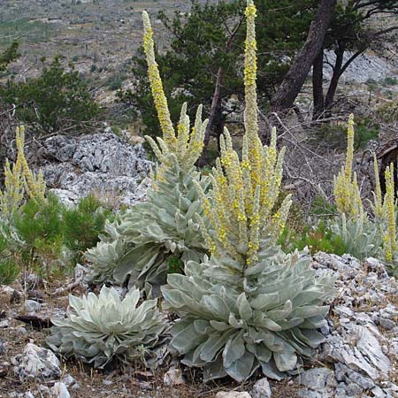 Verbascum pycnostachyum \ Dicht&auml;hrige K�nigskerze / Dense-Spiked Mullein, Samos Mt.  Ambelos 3.7.2005 (Photo: Ina Dinter)