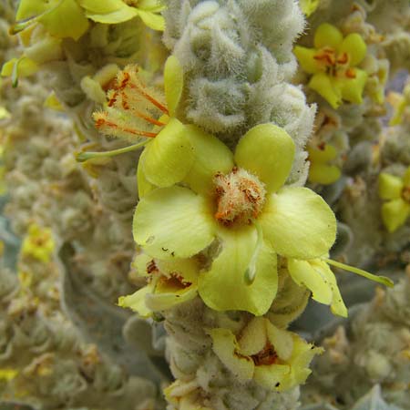 Verbascum pycnostachyum \ Dicht&auml;hrige K�nigskerze / Dense-Spiked Mullein, Samos Mt.  Ambelos 3.7.2005 (Photo: Ina Dinter)