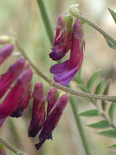 Vicia villosa subsp. varia \ Bunte Wicke, Kahle Sand-Wicke / Fodder Vetch, Samos Spatharei 17.4.2017