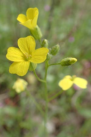 Rapistrum rugosum \ Runzliger Rapsdotter / Bastard Cabbage, Samos Mt. Ambelos 12.4.2017