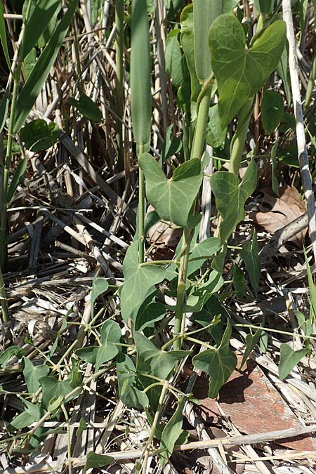 Cynanchum acutum \ Lianen-Schwalbenwurz, Lianen-Hundsw&uuml;rger / Stranglewort, Samos Mykali 19.4.2017
