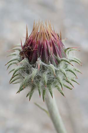 Jurinea mollis \ Weiche Silberscharte, Spinnweb-Bisamdistel / Soft Knapweed, Jurinea, Samos Spatharei 17.4.2017