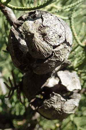 Cupressus sempervirens var. horizontalis \ Mittelmeer-Zypresse / Mediterranean Cypress, Samos Potami 15.4.2017