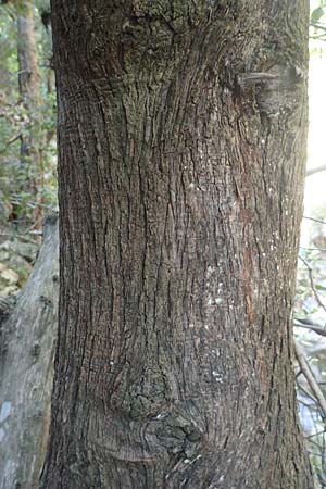 Cupressus sempervirens var. horizontalis \ Mittelmeer-Zypresse / Mediterranean Cypress, Samos Potami 15.4.2017