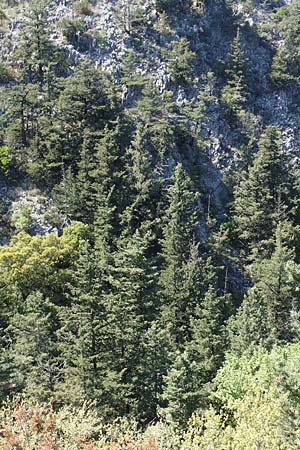 Cedrus libani \ Libanon-Zeder / Cedar of Lebanon, Samos Potami 15.4.2017