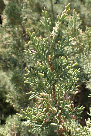 Cupressus sempervirens var. horizontalis \ Mittelmeer-Zypresse / Mediterranean Cypress, Samos Potami 15.4.2017