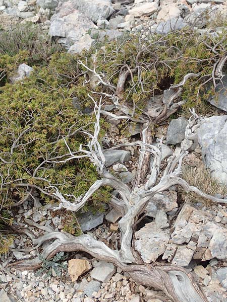 Juniperus communis subsp. nana \ Zwerg-Wacholder / Alpine Juniper, Samos Lazaros in Mt. Ambelos 12.4.2017