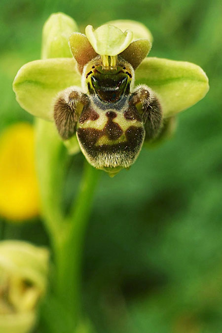 Ophrys bombyliflora x umbilicata, Samos,  Südost/Southeast 17.4.2022 (Photo: Helmut Presser)