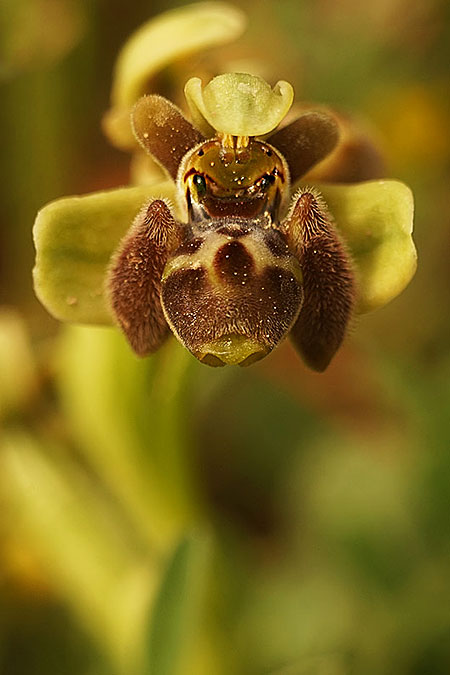 Ophrys bombyliflora x umbilicata, Samos,  Südost/Southeast 17.4.2022 (Photo: Helmut Presser)