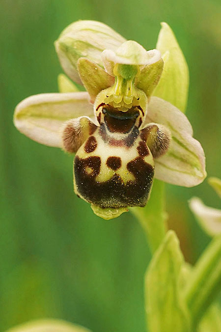 Ophrys bombyliflora x umbilicata, Samos,  Südost/Southeast 17.4.2022 (Photo: Helmut Presser)