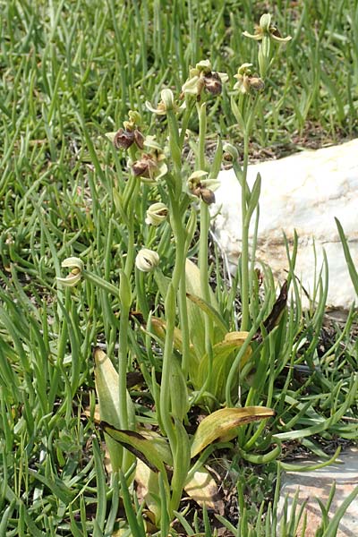 Ophrys bombyliflora x umbilicata, Samos,  Psili Ammos 16.4.2017 
