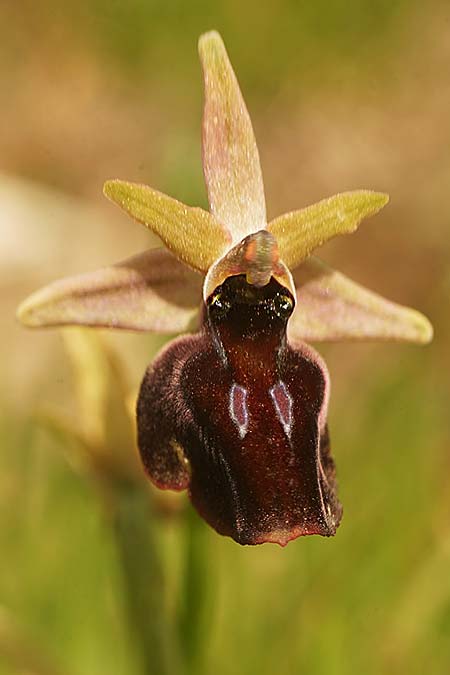 Ophrys ferrum-equinum x herae, Samos,  Südost/Southeast 18.4.2022 (Photo: Helmut Presser)