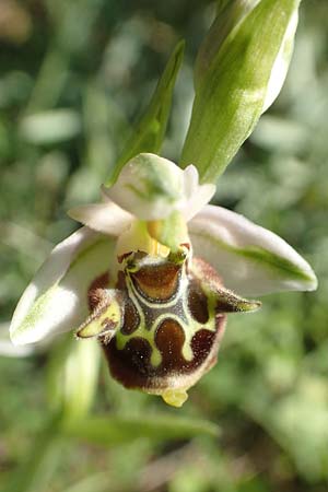 Ophrys heterochila \ Verschiedenlippige Ragwurz, Samos,  Potami 15.4.2017 