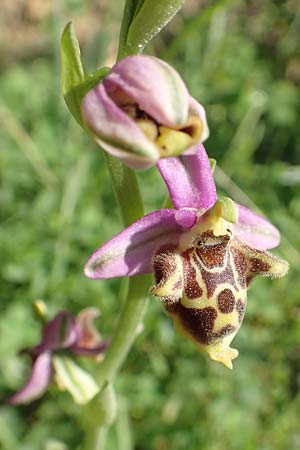 Ophrys heterochila \ Verschiedenlippige Ragwurz, Samos,  Potami 15.4.2017 