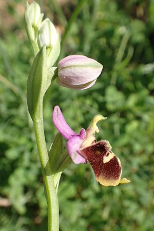 Ophrys heterochila \ Verschiedenlippige Ragwurz, Samos,  Potami 15.4.2017 