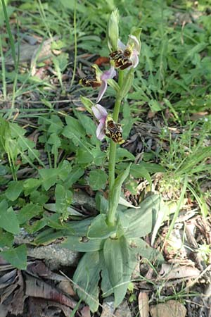 Ophrys heterochila \ Verschiedenlippige Ragwurz, Samos,  Potami 15.4.2017 