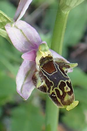 Ophrys heterochila \ Verschiedenlippige Ragwurz, Samos,  Potami 15.4.2017 