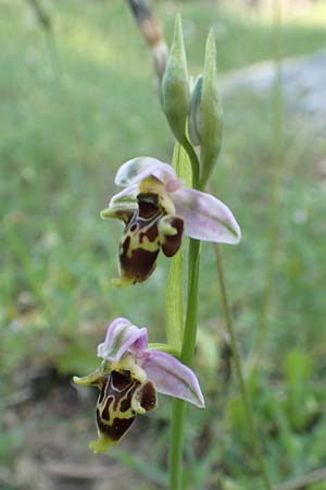 Ophrys heterochila \ Verschiedenlippige Ragwurz, Samos,  Potami 15.4.2017 