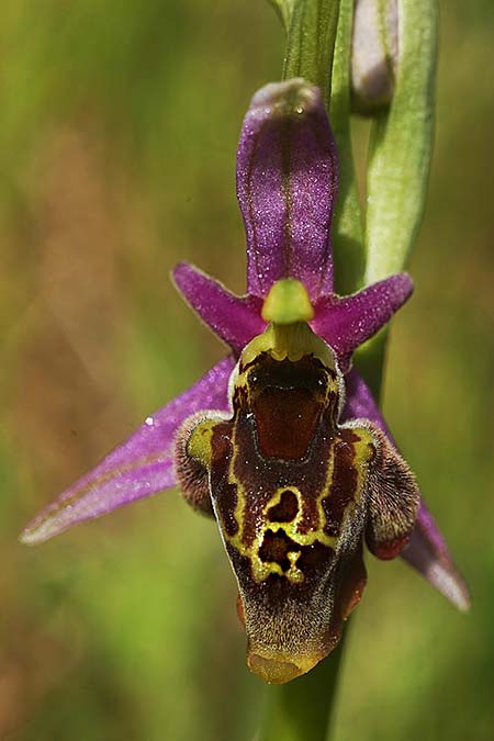 Ophrys homeri \ Homers Ragwurz / Homer's Bee Orchid, Samos,  Südosten/Southeast 24.4.2022 (Photo: Helmut Presser)