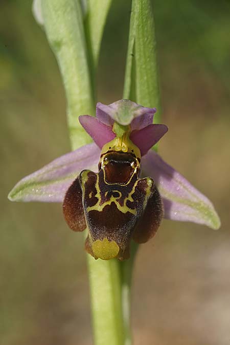 Ophrys homeri \ Homers Ragwurz / Homer's Bee Orchid, Samos,  Südosten/Southeast 24.4.2022 (Photo: Helmut Presser)