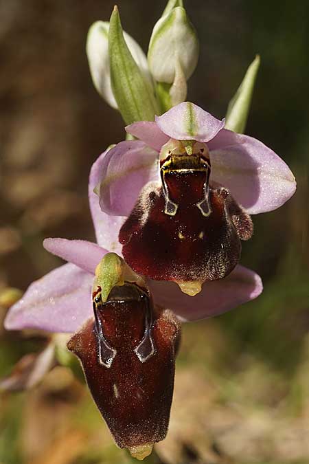 Ophrys icariensis / Ikaria Orchid, Ikaria,  Northeast 9.4.2022 (Photo: Helmut Presser)