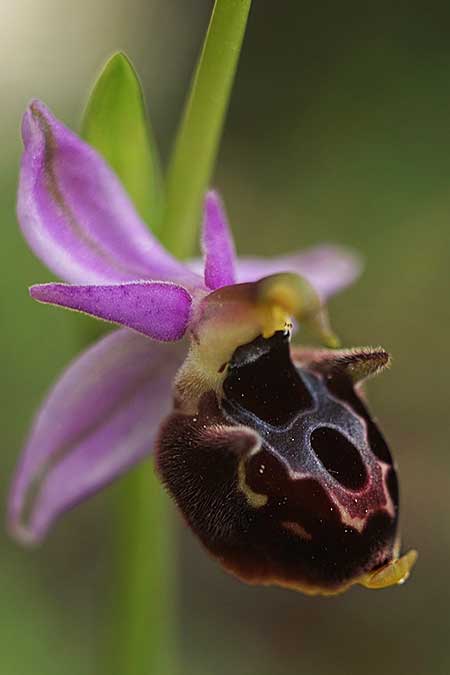 Ophrys icariensis / Ikaria Orchid, Ikaria,  South 9.4.2022 (Photo: Helmut Presser)