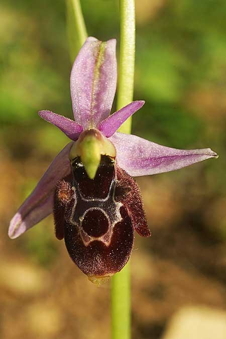 Ophrys icariensis / Ikaria Orchid, Ikaria,  South 9.4.2022 (Photo: Helmut Presser)