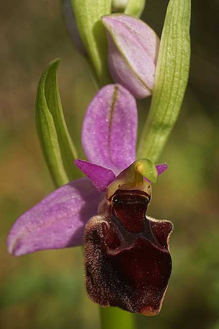 Ophrys icariensis / Ikaria Orchid, Ikaria,  North 9.4.2022 (Photo: Helmut Presser)