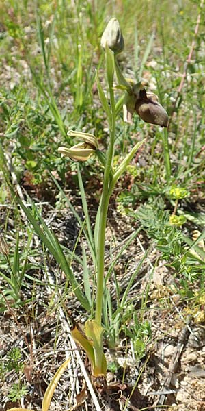 Ophrys herae / Hera Orchid, Samos,  Paleokastro 11.4.2017 