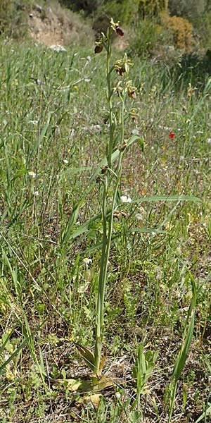 Ophrys herae / Hera Orchid, Samos,  Paleokastro 11.4.2017 
