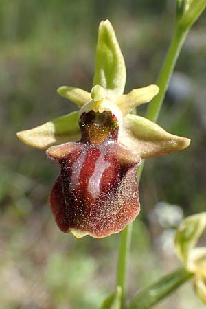Ophrys herae / Hera Orchid, Samos,  Paleokastro 11.4.2017 