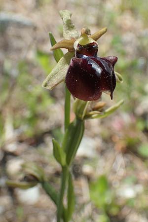 Ophrys herae / Hera Orchid, Samos,  Paleokastro 11.4.2017 
