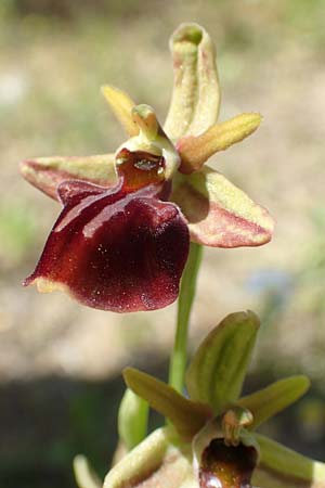 Ophrys herae / Hera Orchid, Samos,  Paleokastro 11.4.2017 