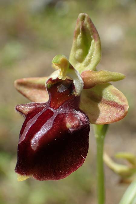 [click] Ophrys herae, Samos,  Paleokastro 11.4.2017 
